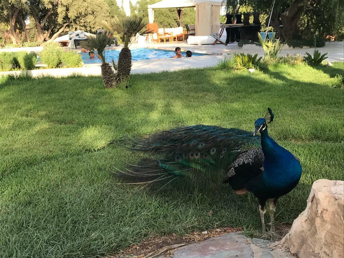 Villa Blanche Piscine Chauffee Agadir Exteriör bild